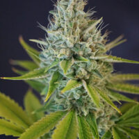 IRON TRIANGLE OG KUSH: FEM