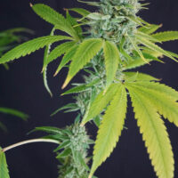 IRON TRIANGLE OG KUSH: FEM - Image 2