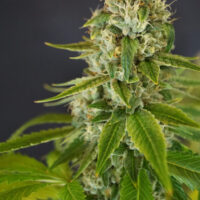 IRON TRIANGLE OG #9 BX: REG