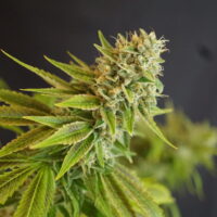 IRON TRIANGLE OG #9 BX: REG - Image 4