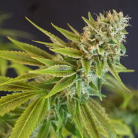 IRON TRIANGLE OG #9 BX: REG - Image 3