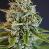 IRON TRIANGLE OG #9 BX: REG - Image 2