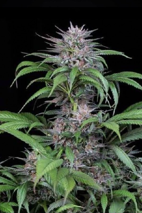 PURPLE HAZE: FEM - Colorado Seed Inc.